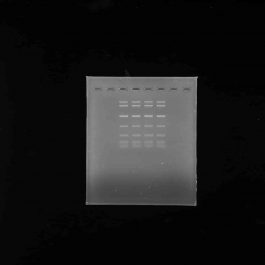 MIDORI Green Xtra-Safe DNA stain