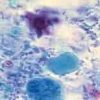 Wheatleys Trichrome Stain Kit